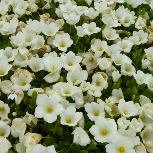 Nierembergia rampante Nierembergia repens