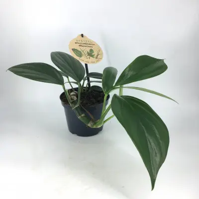 Philodendron Dragon Tail. Le pot de Ø 12 x H 20 cm