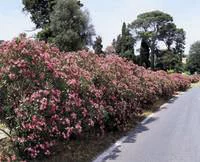 Nerium Oleander Varié – Pot de 40L