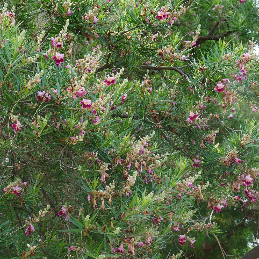 Saule du désert Chilopsis linearis