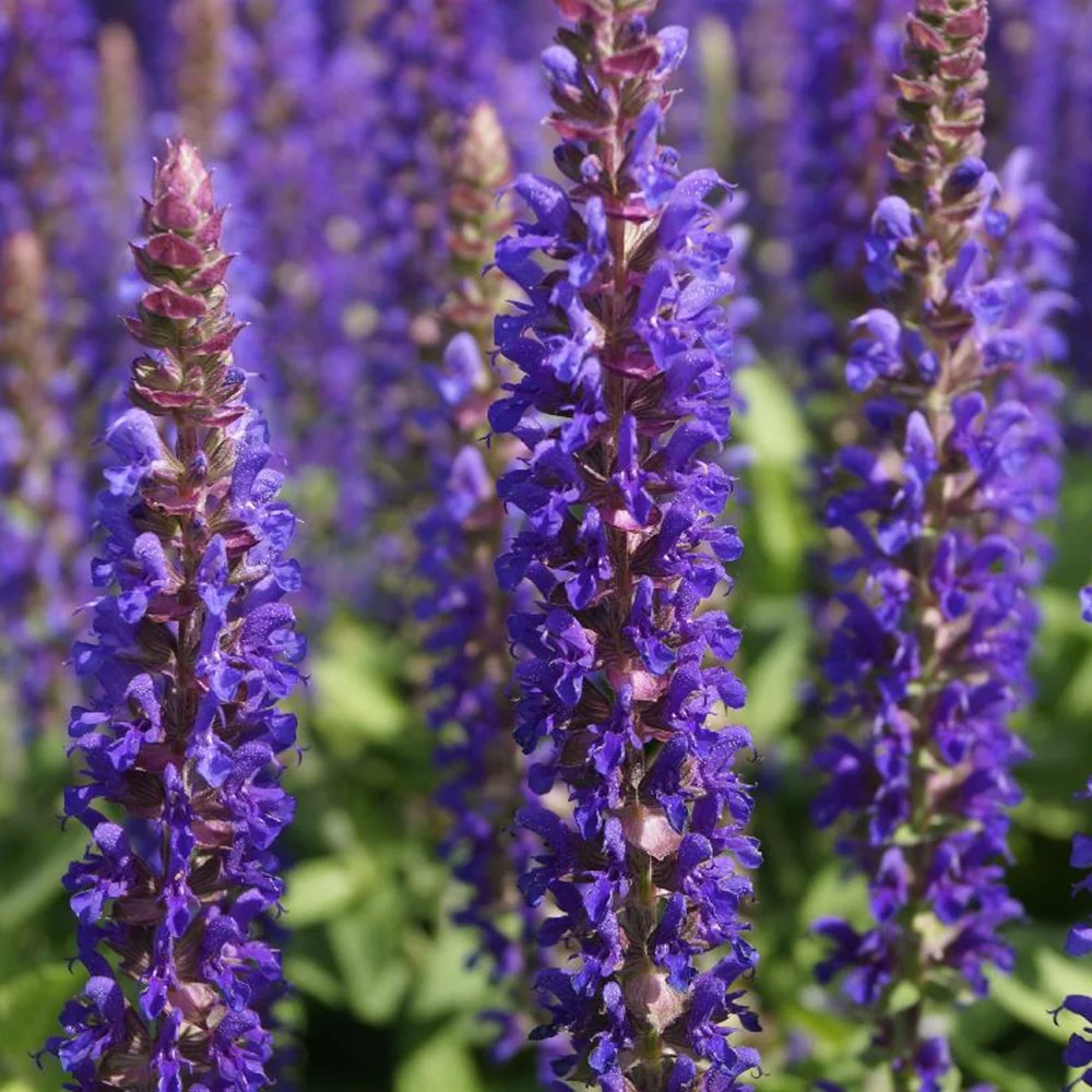 Sauge des bois Blue Bouquetta Salvia nemerosa Alklf Blue Bouquetta®