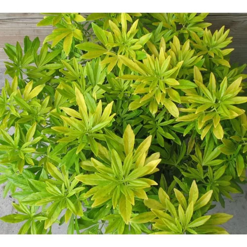 Choisya Ternata Goldfingers – Pot anis de 4L