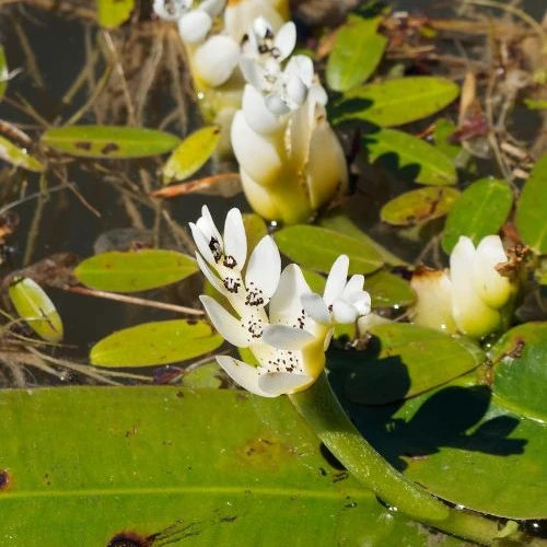 Vanille d'eau Aponogeton distachyos