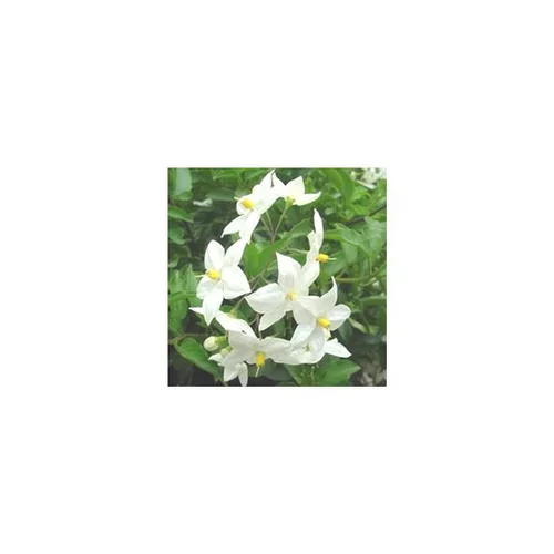 Solanum faux jasmin blanc. Le pot de 10,5 cm