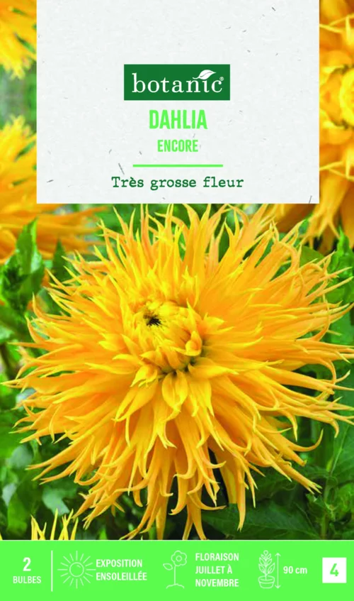 Bulbes de fleurs Dahlia Fimbriata Encore botanic® - 2 bulbes