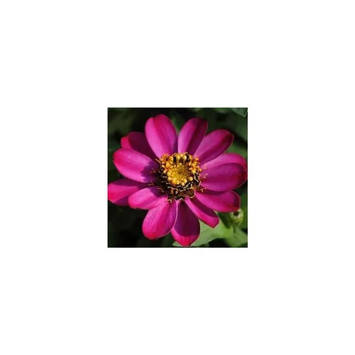 Zinnia à petites fleurs - Le pot de 12 x 12 cm