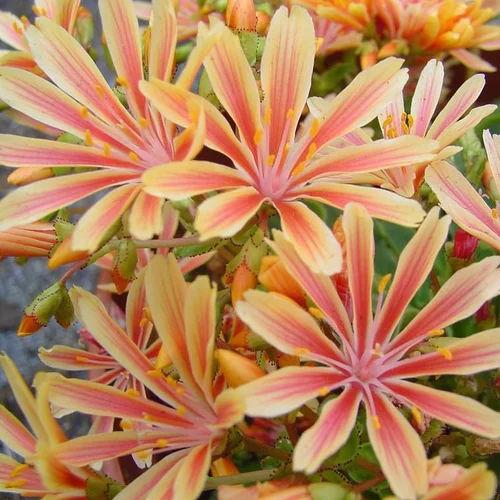 Lewisia cotylédon - La barquette de 6 plants