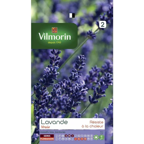 Lavande Vilmorin - graines à semer