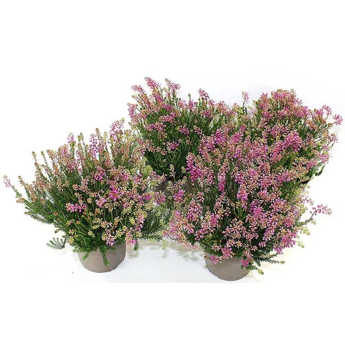 Erica Spicufolia - Le pot de 2 litres