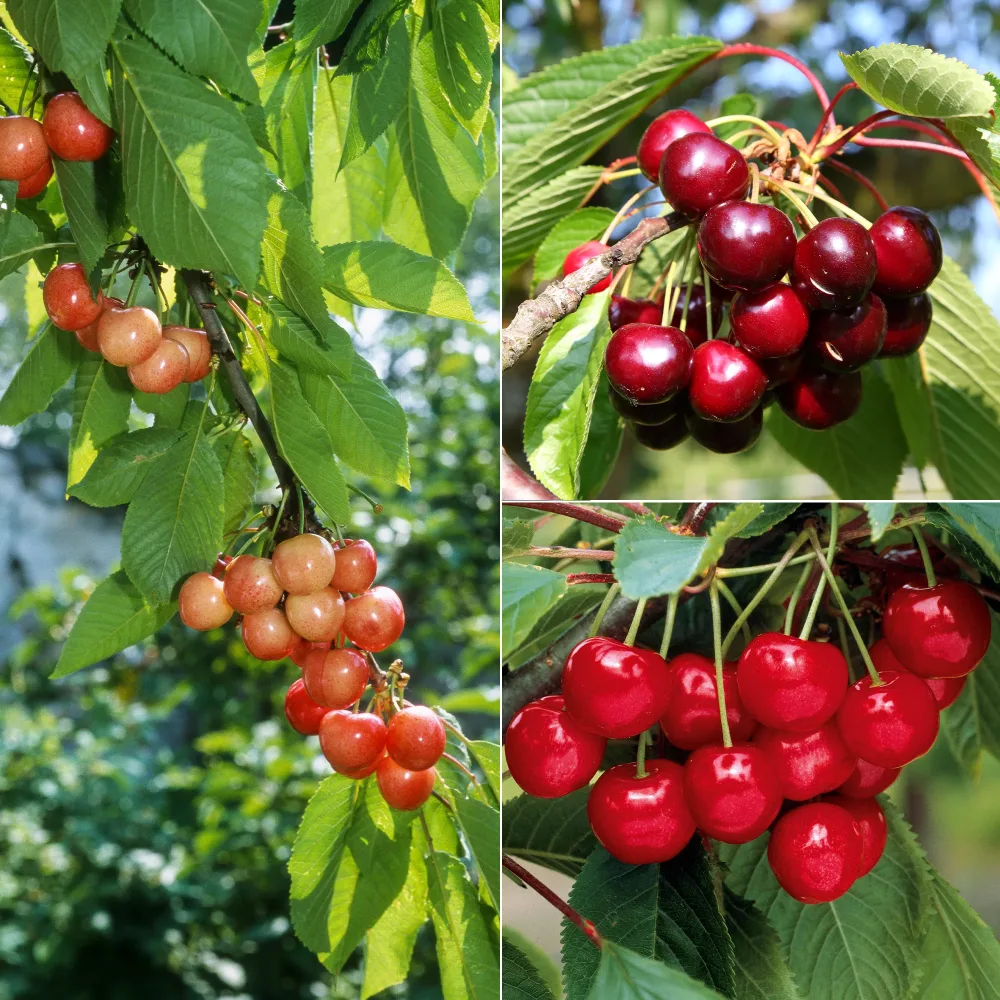 Collection de 3 mini-Cerisiers : Burlat, Van, Napoléon Prunus avium van, napoleon, burlat