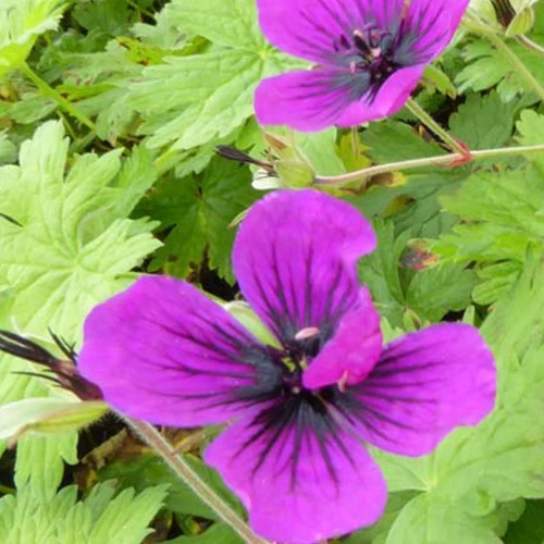 Géranium vivace Dragon Heart Geranium bremdra dragon heart