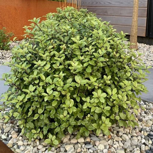 Pittosporum Tenuifolium Pom Pom boule. Le pot de 10 litres