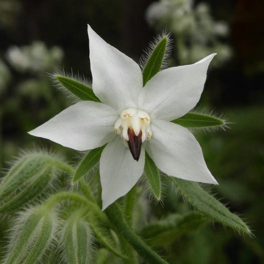 Bernagie met witte bloemen