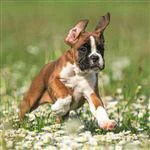 Carte double multicolore Aquarupella photo chien
