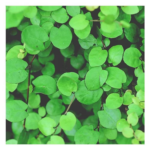 Muehlenbeckia - Le pot de 2 litres