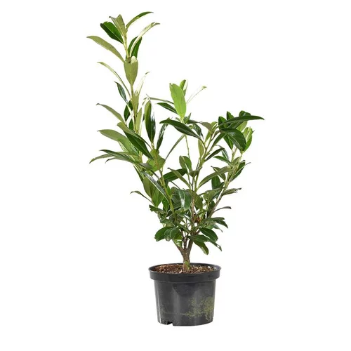 Laurier cerise (Laurier palme) du Caucase vert. Le pot de 3 litres