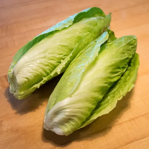 Biologische zaden van Andijvie Pain de sucre "Nettuno"