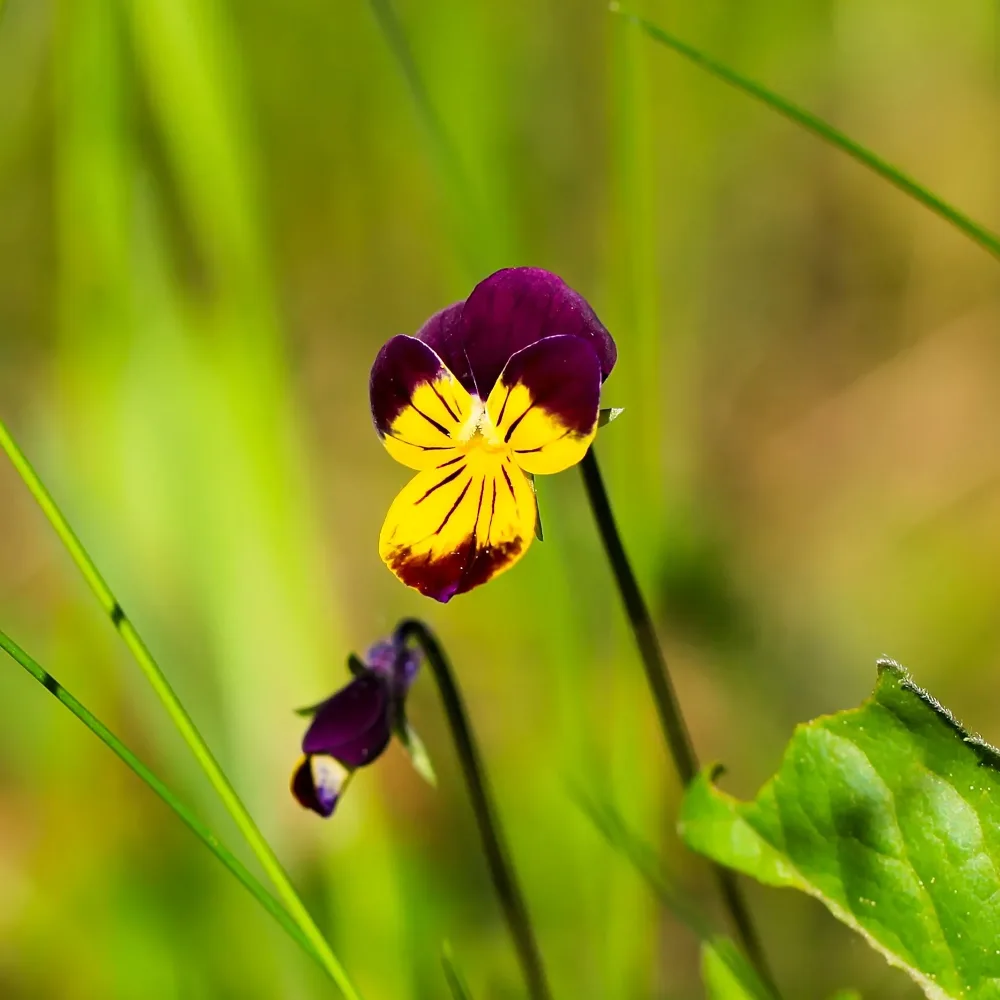 Violette cornue Helen Mount - Pensée Viola cornuta helen mount