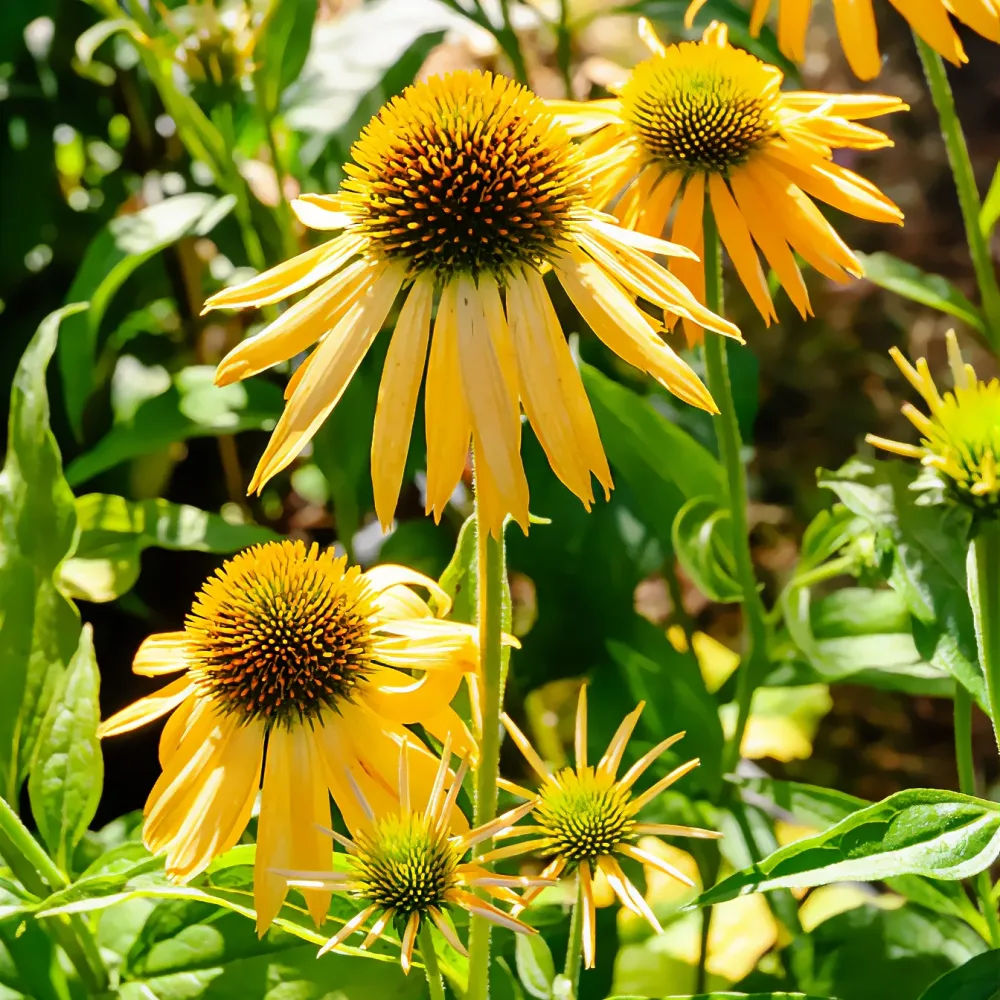Échinacée pourpre Harvest Moon Echinacea purpurea Harvest Moon