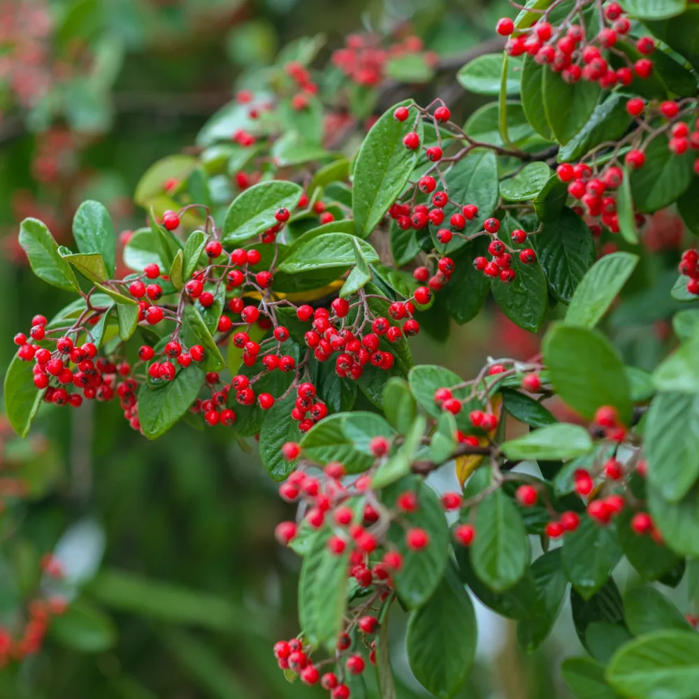 Cotoneaster Lacteus Cotoneaster lacteus