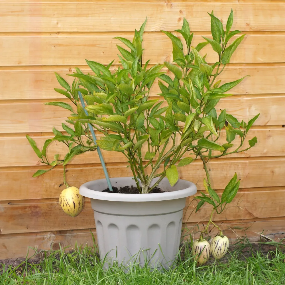 Poire-melon Solanum muricatum