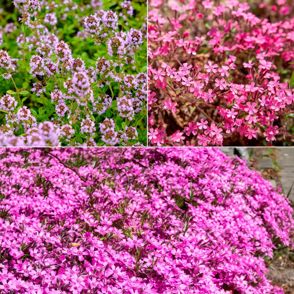 Tapis fleuri rose Phlox, Saponaria, Thymus