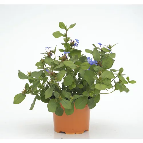 Ceratostigma Plumbaginoides - Le pot diam 12 cm