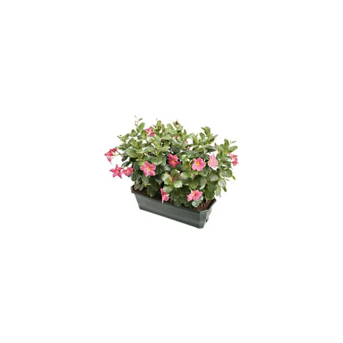 Dipladénia buisson coloris variés. La jardinière de 40 cm