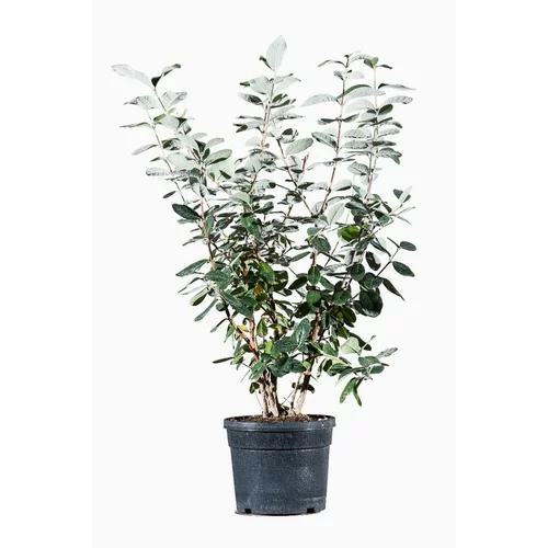 Acca Sellowiana (Goyavier du Brésil) 40/60 en pot de 9 L vert