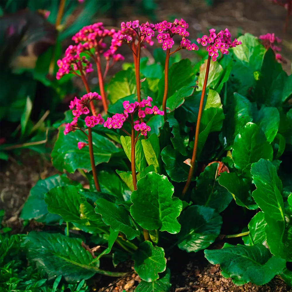 Bergénia Morgenrote Bergenia cordifolia Morgenröte