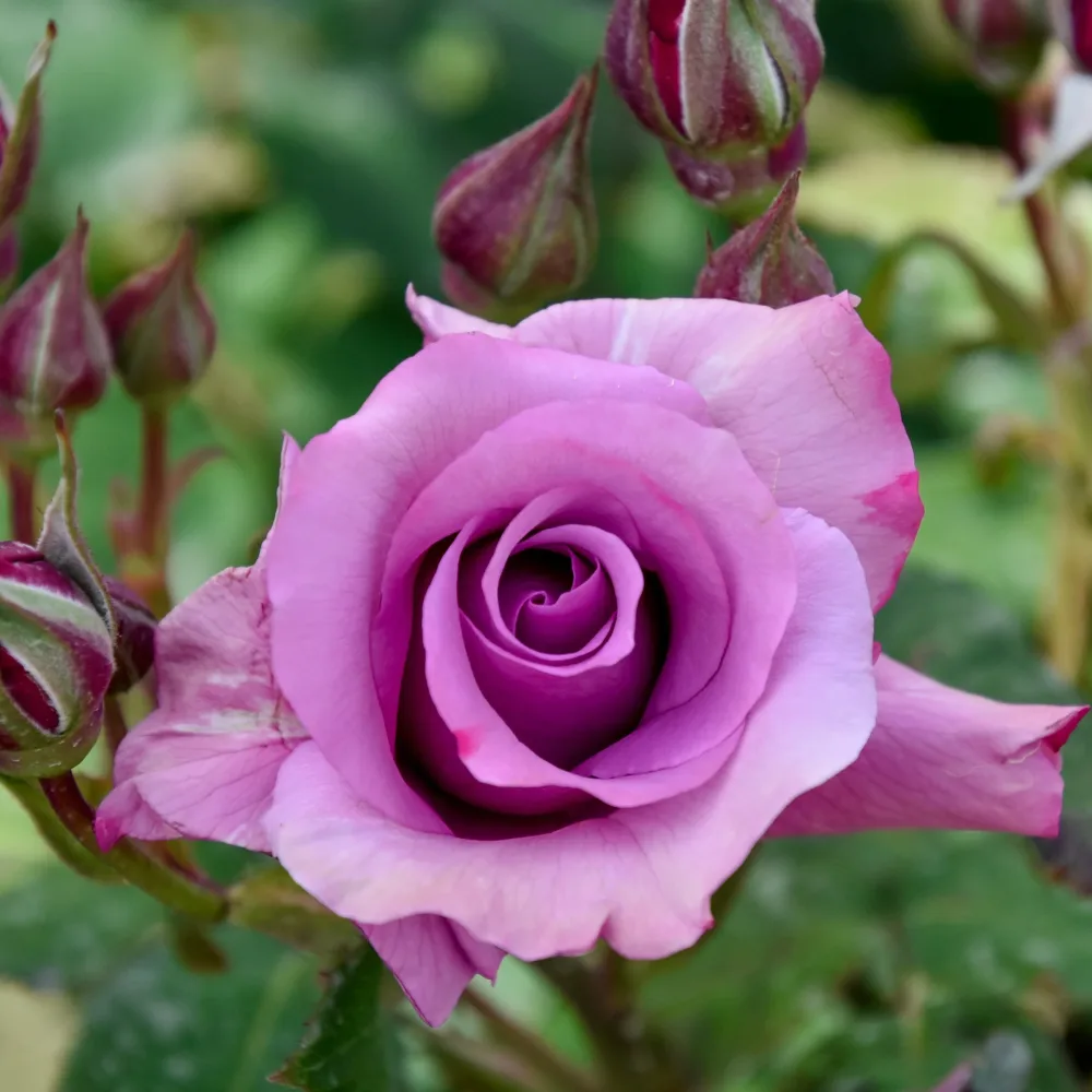 Rosier à massif violet Rosa