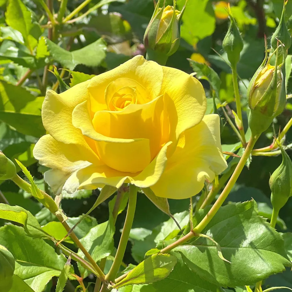 Rosier grimpant jaune Rosa