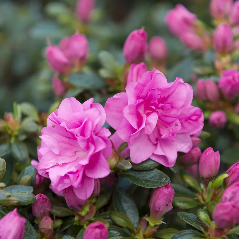 Azalée du Japon Lilac Surprise Azalea japonica Lilac Surprise