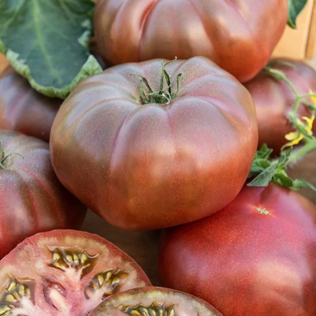 Tomate Noire de Crimée Solanum lycopersicum Noire de Crimée