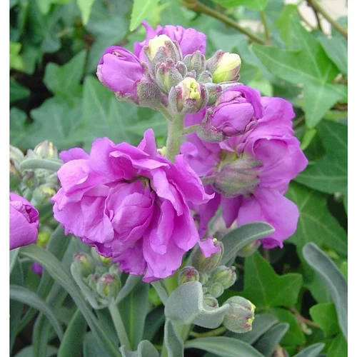 Giroflée de Nice à fleurs multicolores - Le pot Ø 13 cm