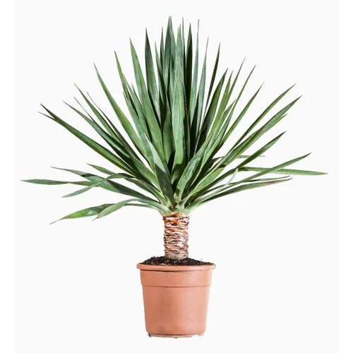 Dracaena Draco (dragonnier des Canaries) en pot de 5 L vert