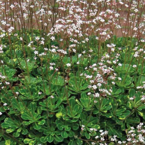 Saxifraga Urbium - Le pot de 9 x 9 cm