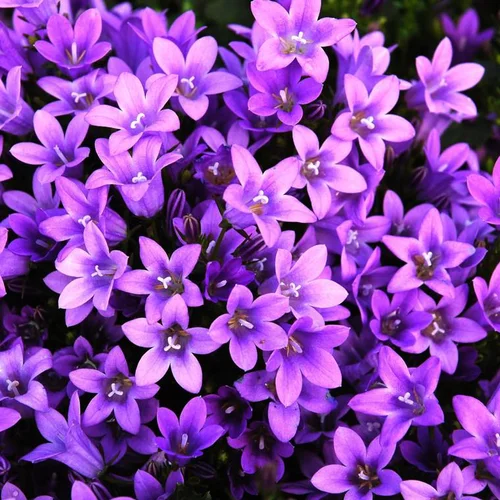 Campanula Poscharskyana - La barquette de 6 plants