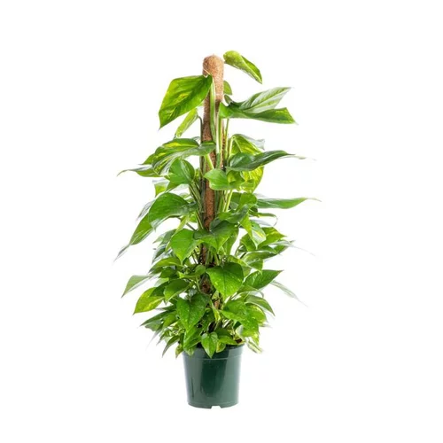 Pothos avec tuteur mousse. Le pot Ø 20 cm
