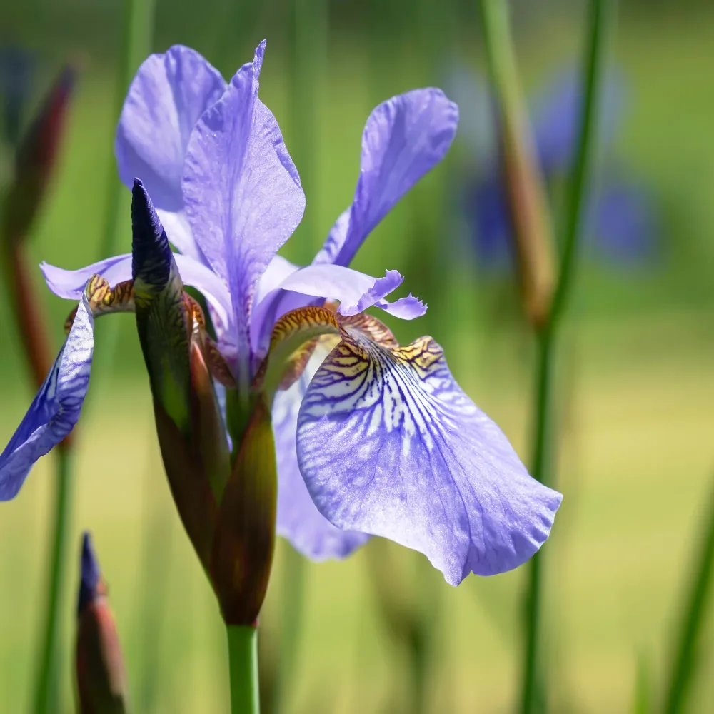Iris de Sibérie Fran's Gold ® Iris siberica Fran's Gold ®
