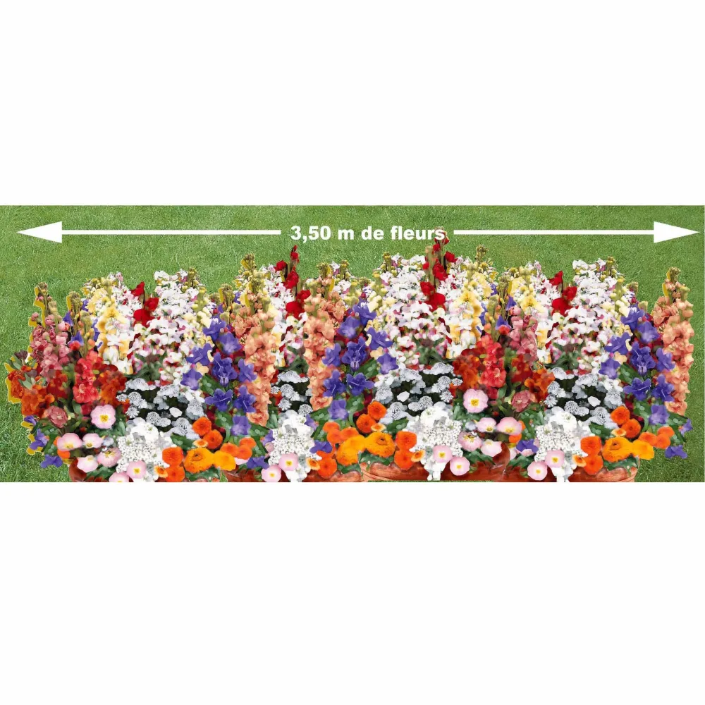 Tapis de fleurs parfumées en mélange