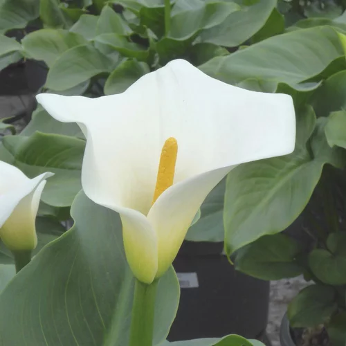 Arum Blanc. Le pot de 3,5 litres