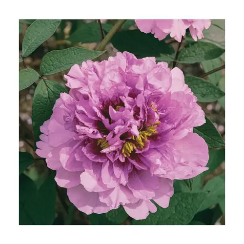 Pivoine lavande - Le pot de 5 litres