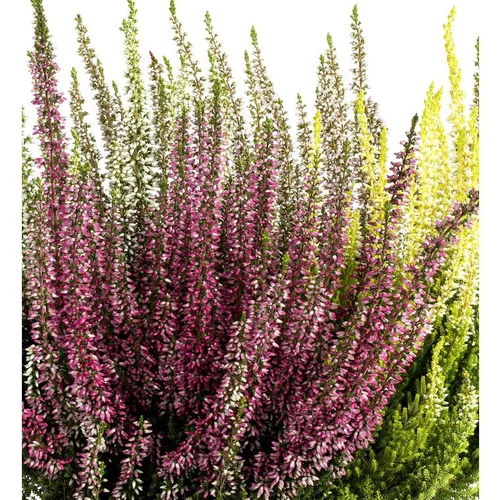 Erica Otasii - Le pot de 12 cm