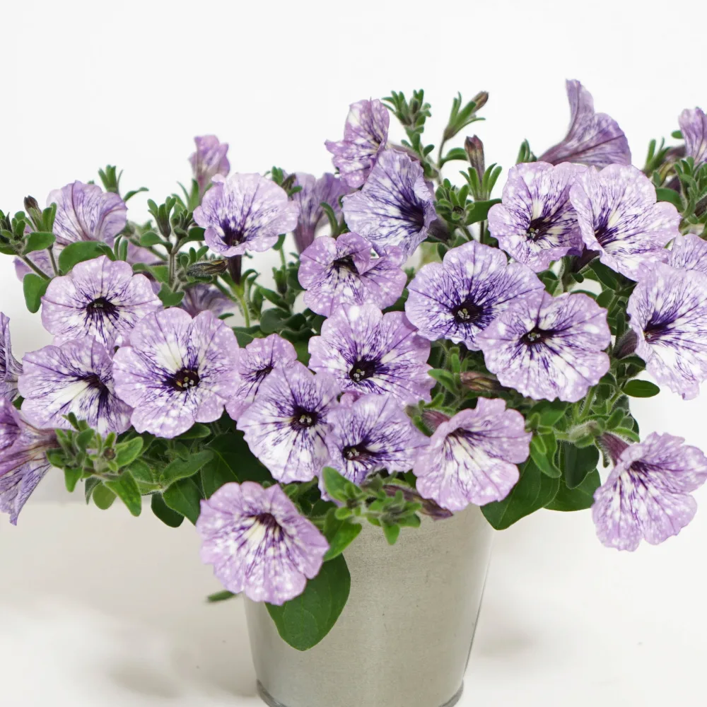 3 Pétunias Lavender Sky Petunia lavender sky