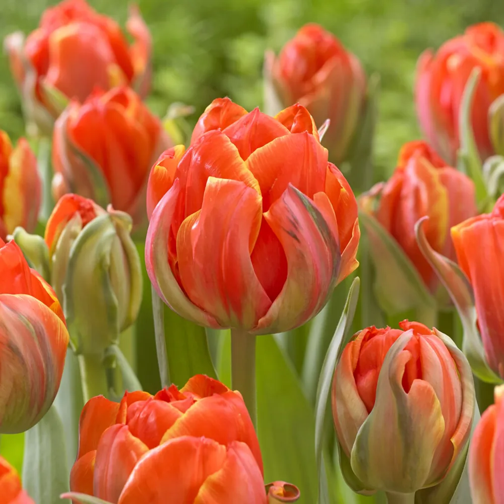 7 Tulipes doubles Queensday Tulipa double late Queensday