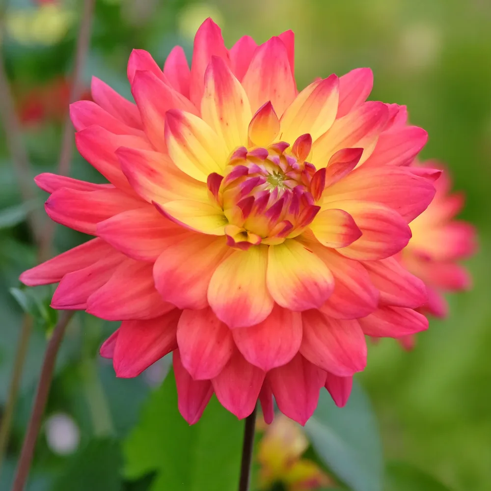 3 Dahlias décoratifs Tricolore Dahlia tricolore