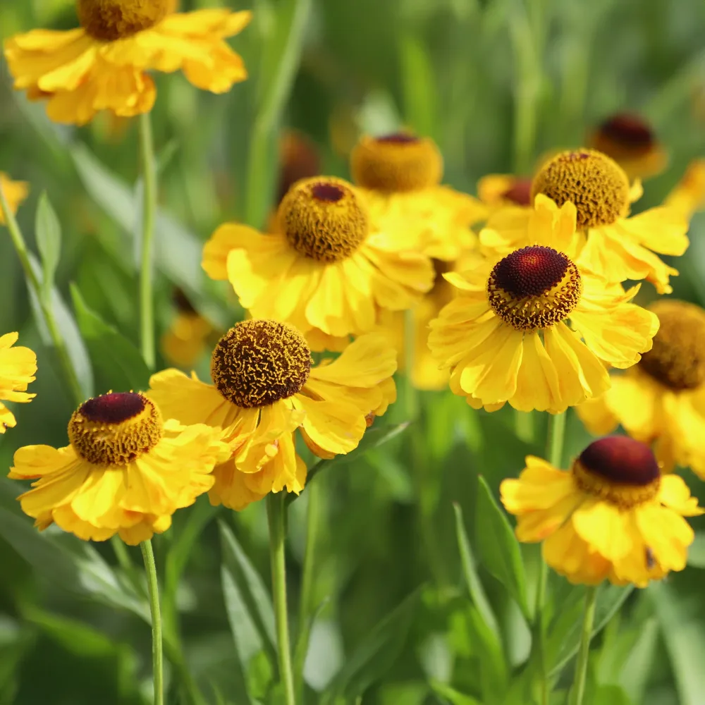 Hélénie Wyndley Helenium wyndley