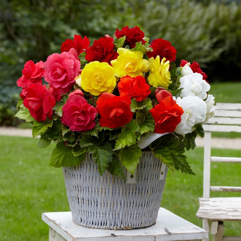 Bégonias doubles en mélange Begonia tuberhybrida