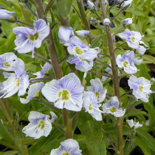 Véronique fausse-gentiane Robusta Veronica gentianoides robusta